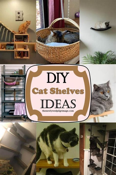 Creative Cat Shelves for Renter